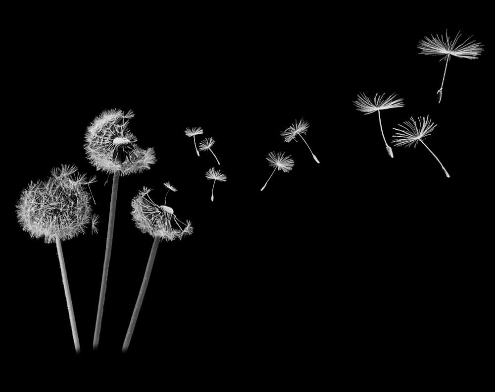 stock-photo-a-dandelion-blowing-13526020.jpg