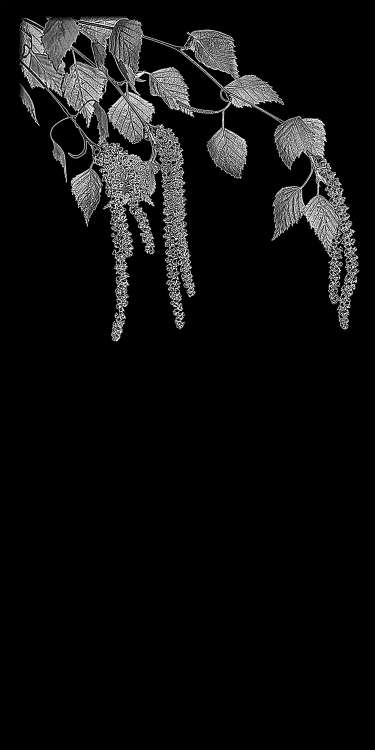 Чуновкины.ветка березы.jpg