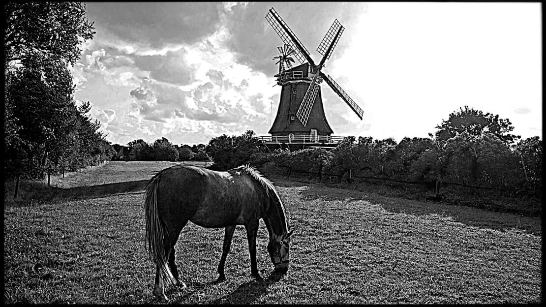 птицы, животеые 25.jpg