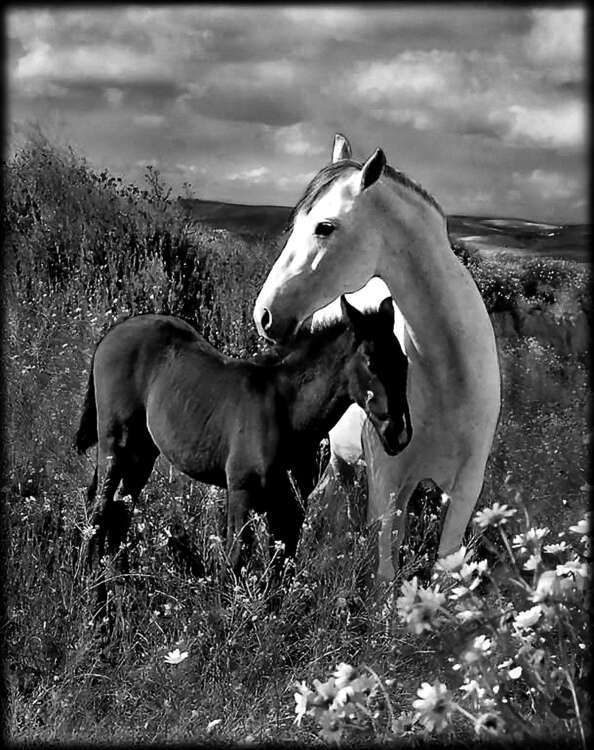 птицы, животеые 26.jpg