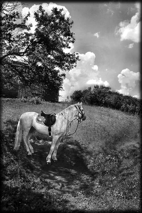 птицы, животеые 3.jpg