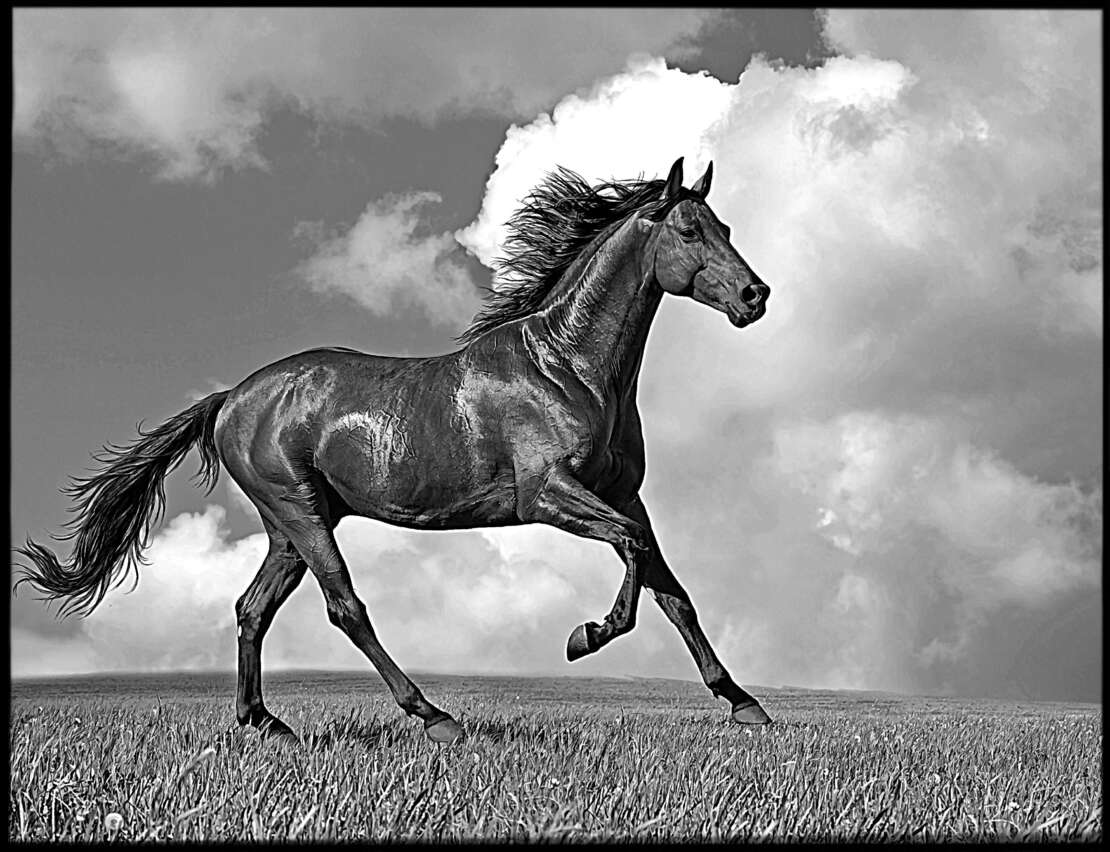 птицы, животеые 7.jpg