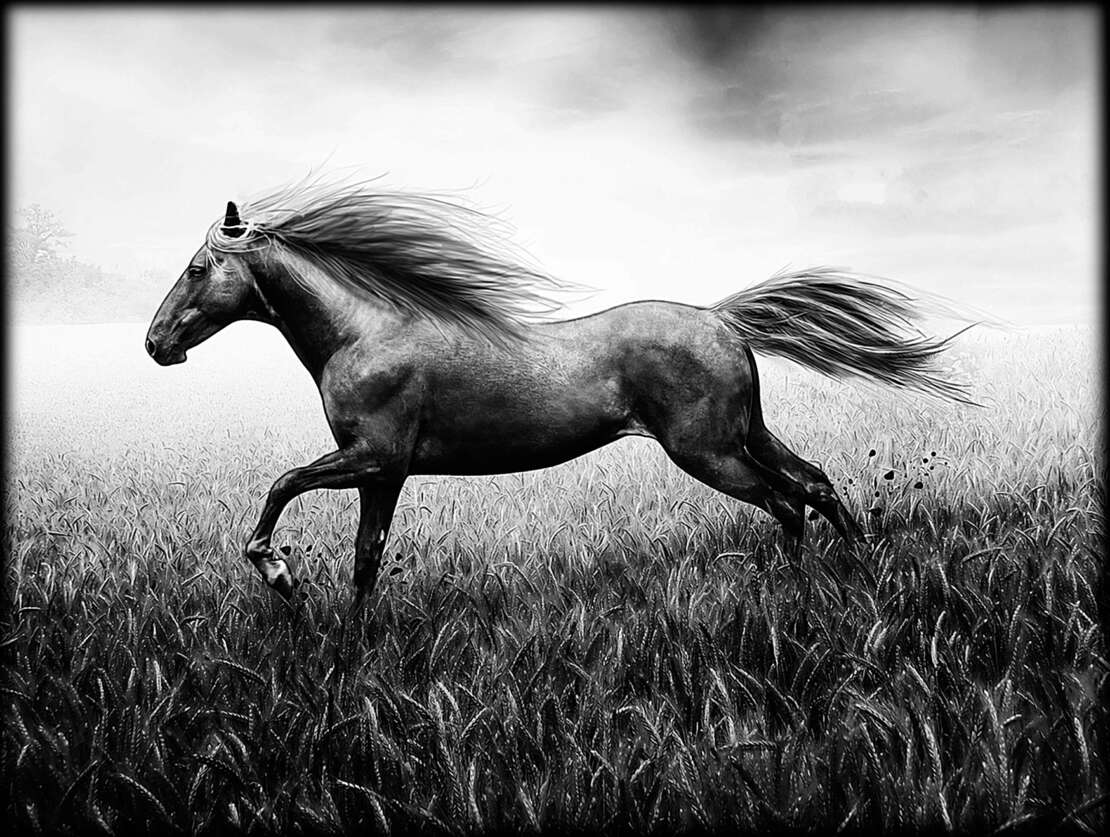 птицы, животеые 8.jpg