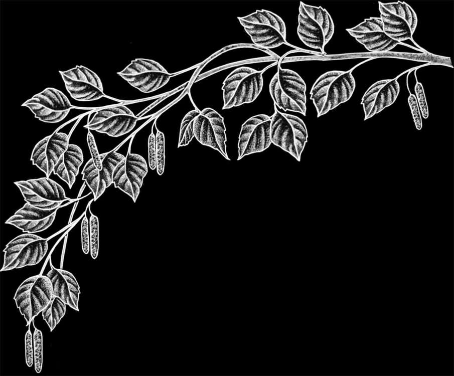 БЕРЕЗКА ветка.jpg