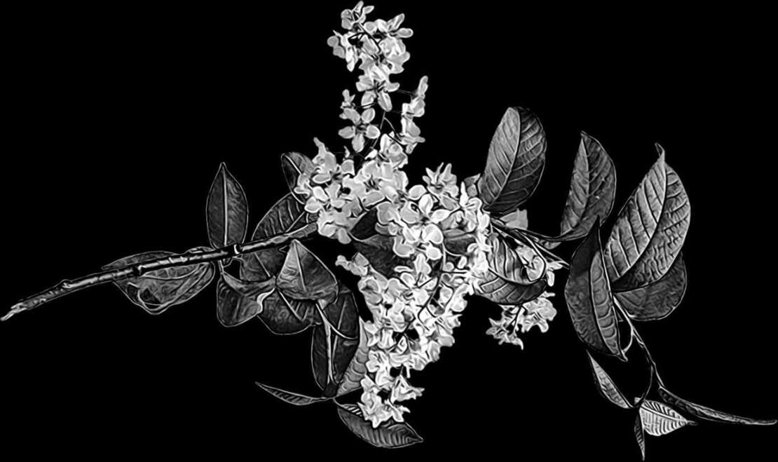 вет черемуха.jpg