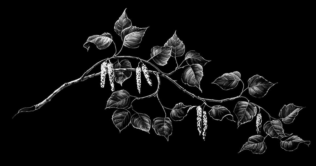 Ветка березы.jpg