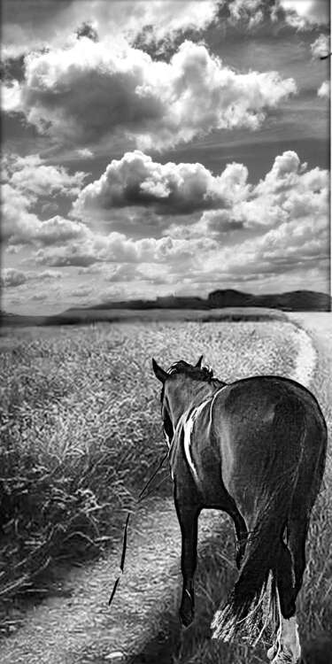 конь в поле.jpg