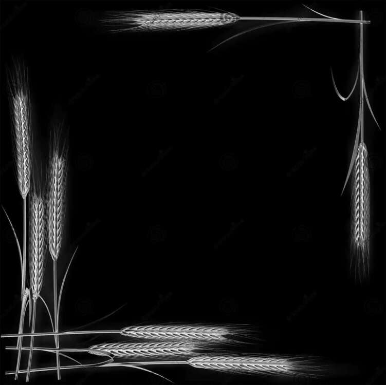 колоски рамка.jpg