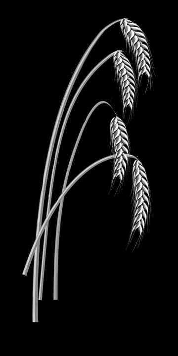 колоски 1.jpg