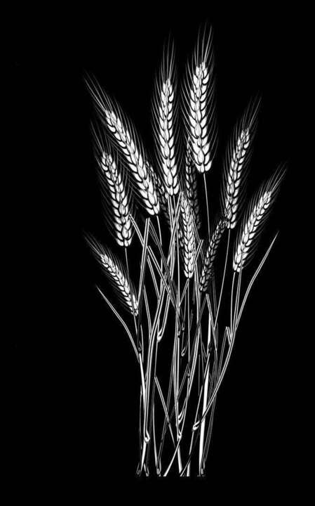 пшеница 1.jpg