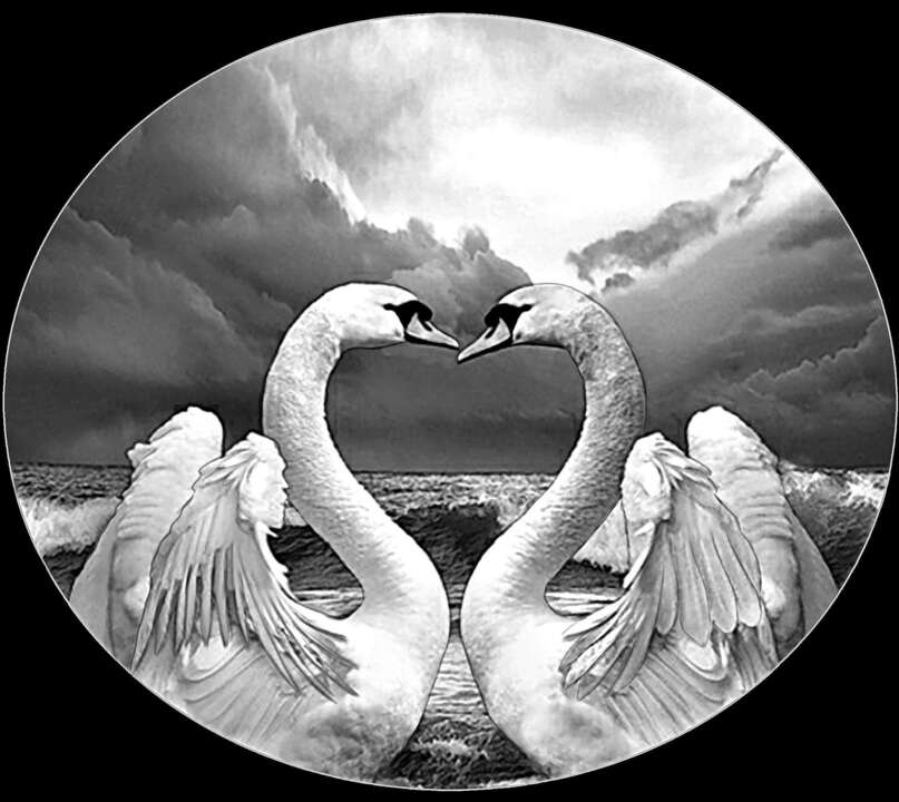 птицы, животеые 19.jpg