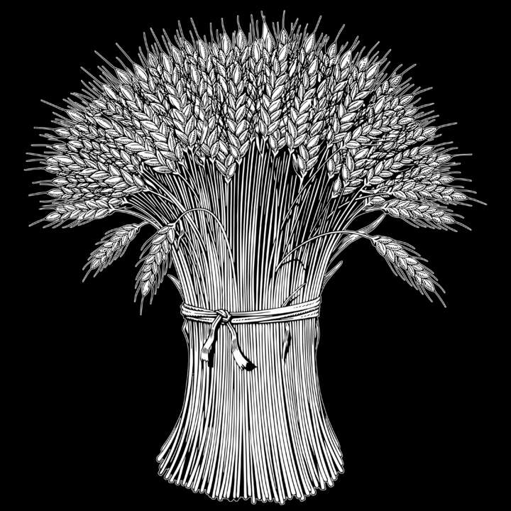 пшеница 5.jpg