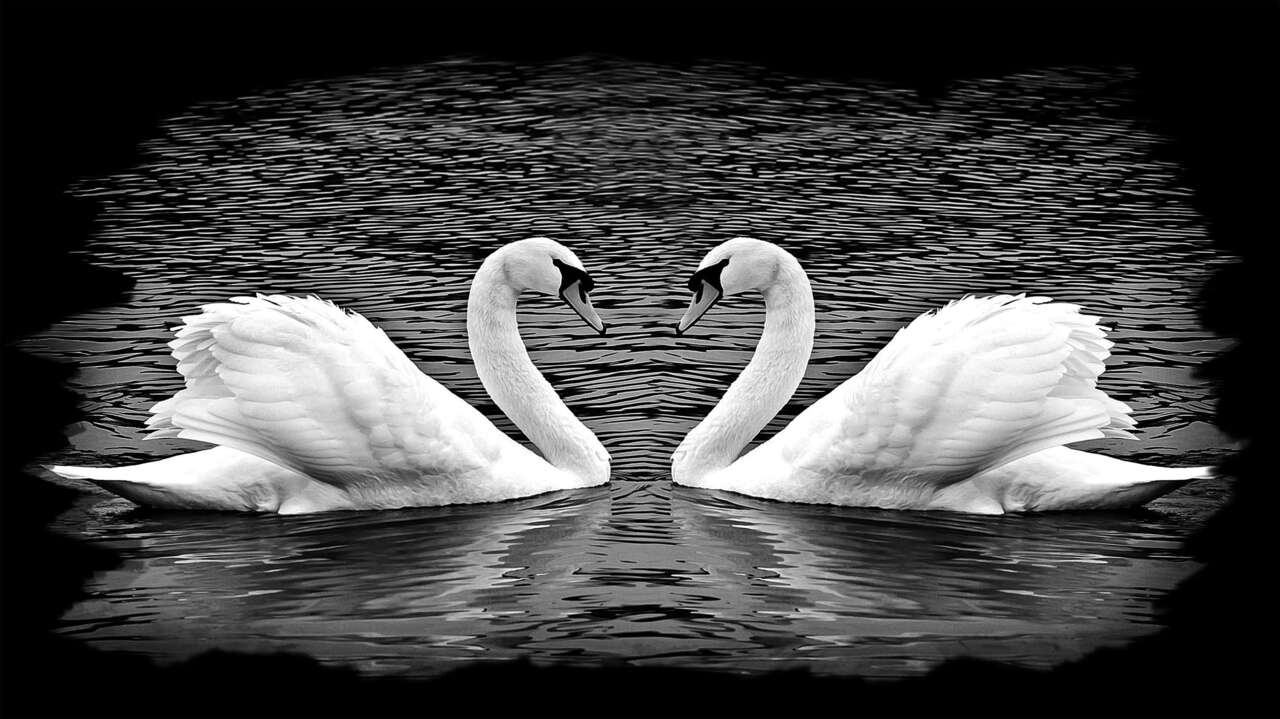 птицы, животеые 54.jpg