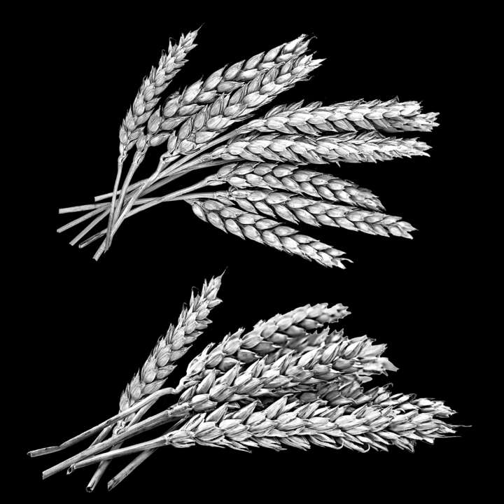 пшеница 6.jpg