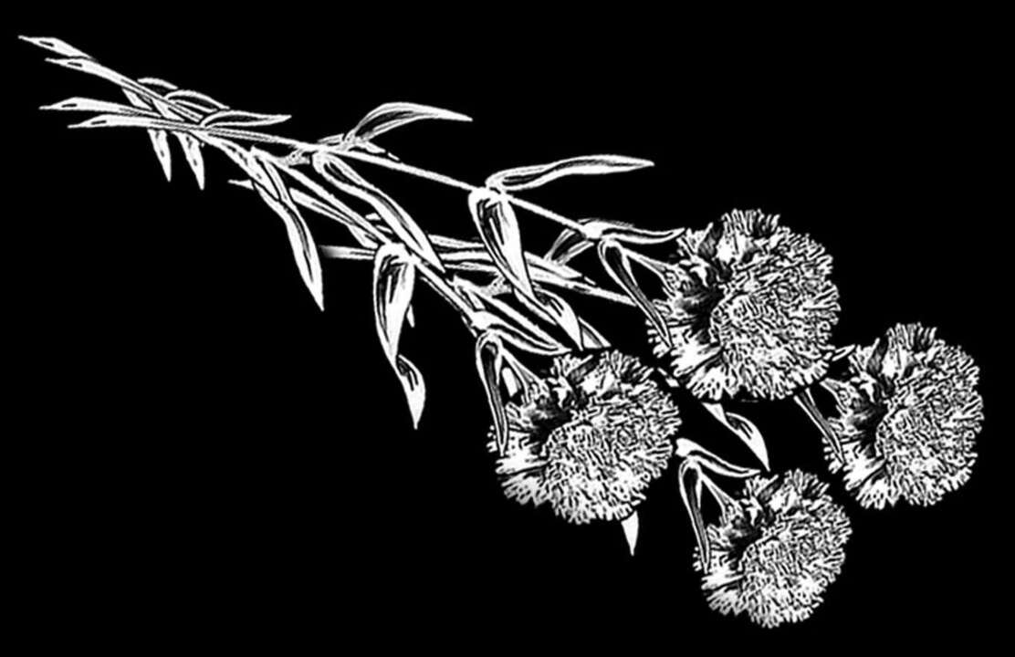 четыре гвоздики.jpg