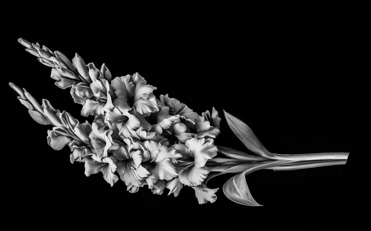 гладиолус 6.jpg