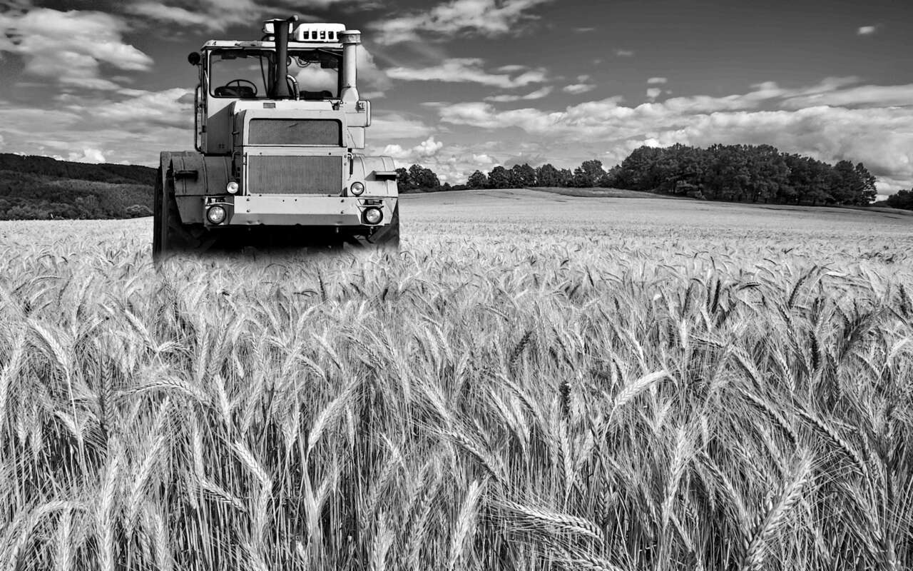 К-701 в поле пшеницы.jpg