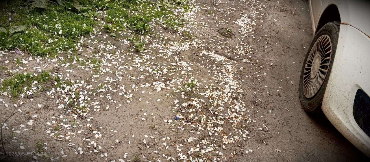 лепестки 25-2.jpg