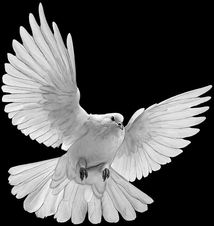 птицы, животеые 78.jpg