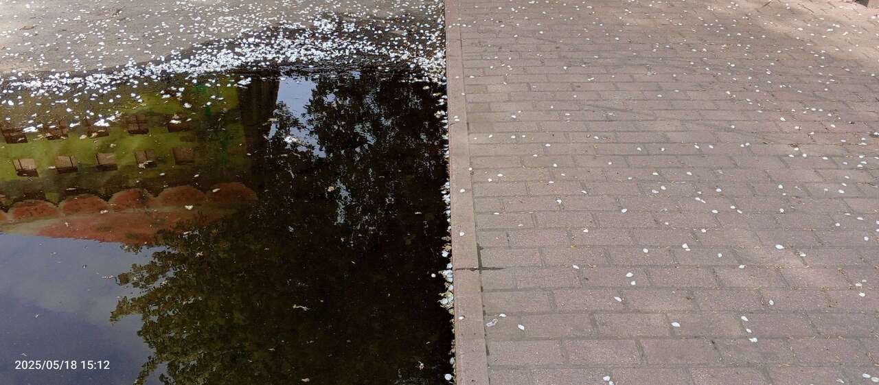 лепестки 25-1.jpg