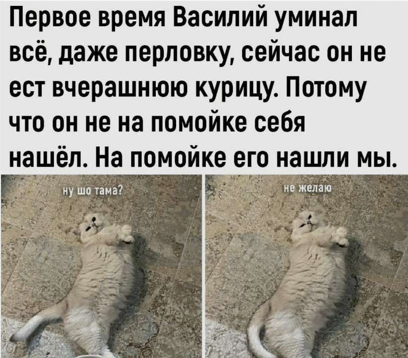 Кот жрёт.jpg