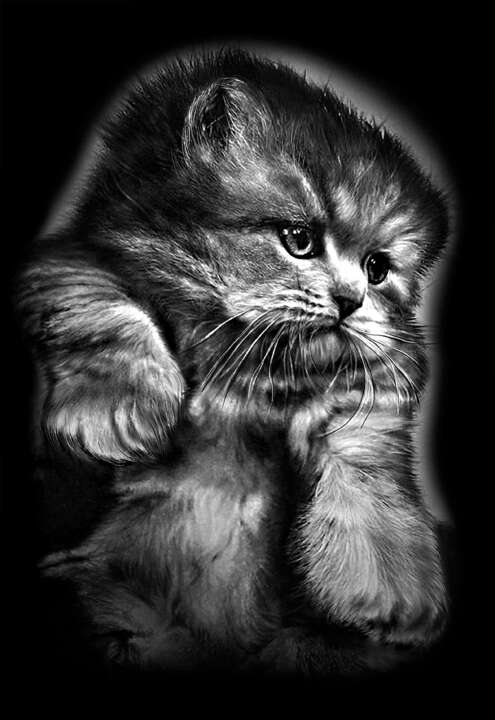 птицы, животеые 97.jpg