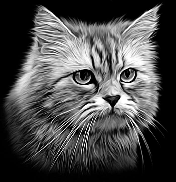 птицы, животеые 99.jpg